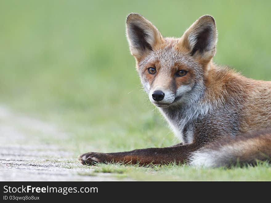 A red fox in the dunes