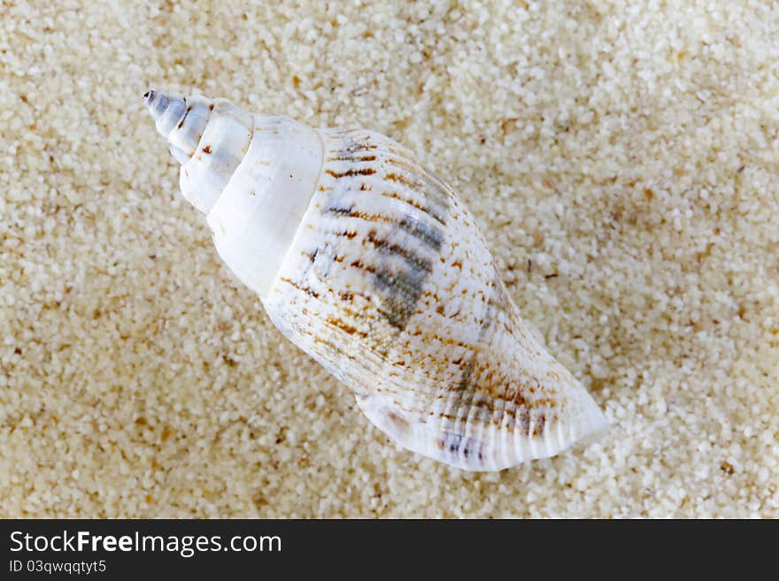 Conch on a sandy seashore on a sunny summer day. Conch on a sandy seashore on a sunny summer day.