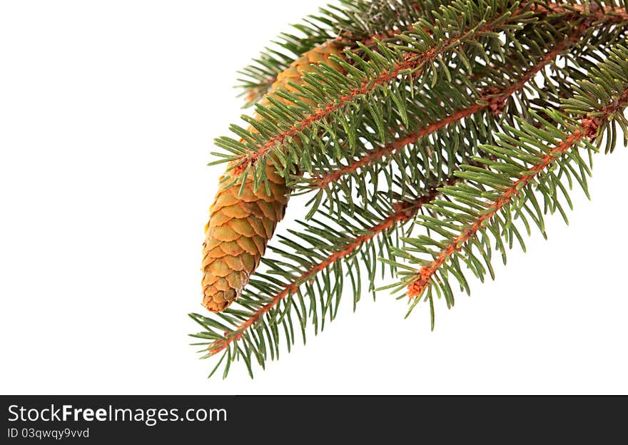 Twig with fir cone