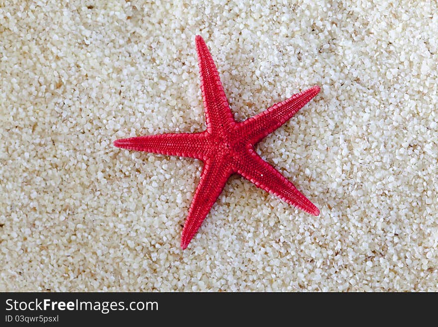 Sea-star on Sand