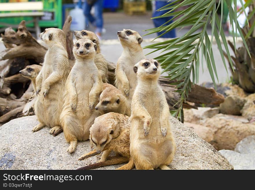 Meerkat wildlife stand with legs back