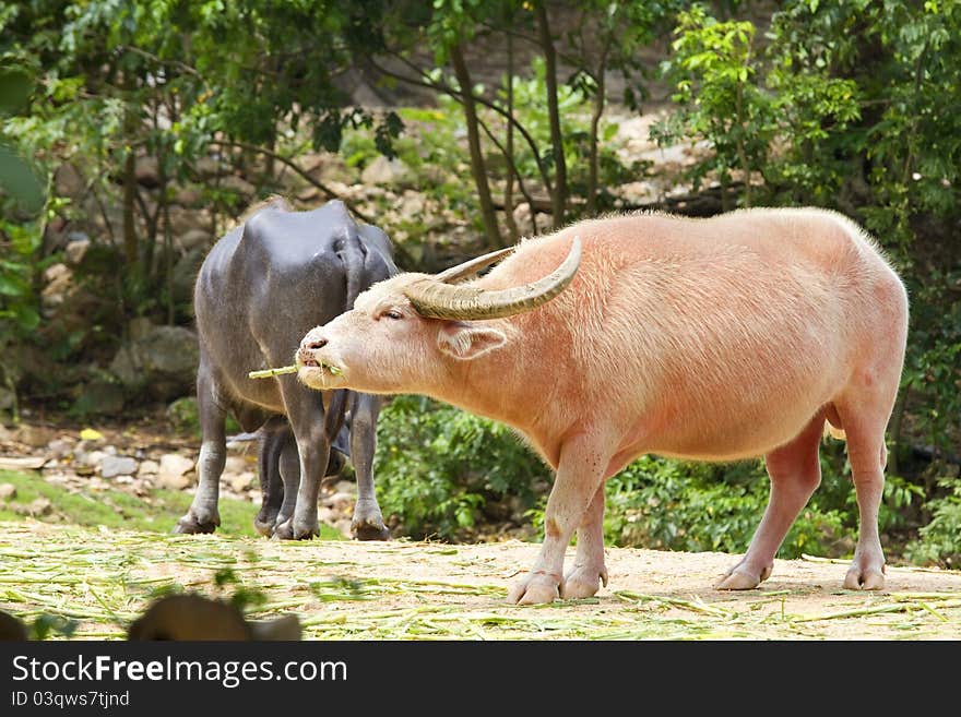 Two Thai buffaloes eating grass.