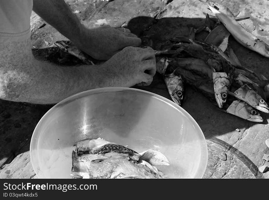 A fisherman preparing a catch of mackerel on the rocks of the coast of ireland. A fisherman preparing a catch of mackerel on the rocks of the coast of ireland