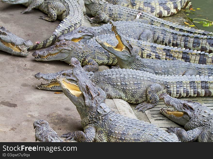 Freshwater crocodiles in the zoo.