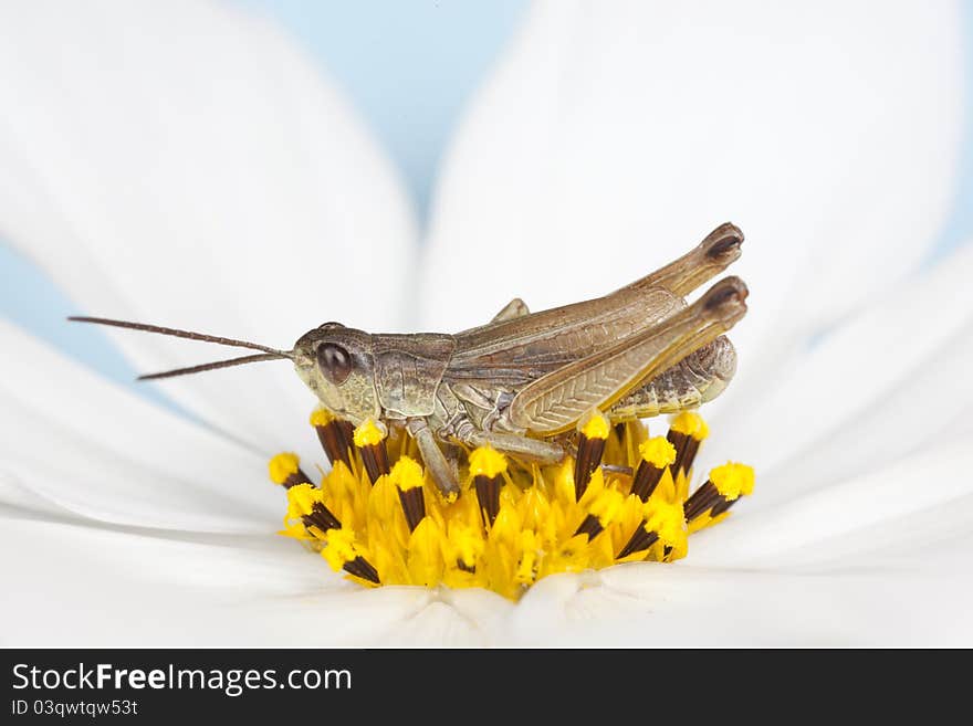 Grasshopper sits on a white flower, daisy