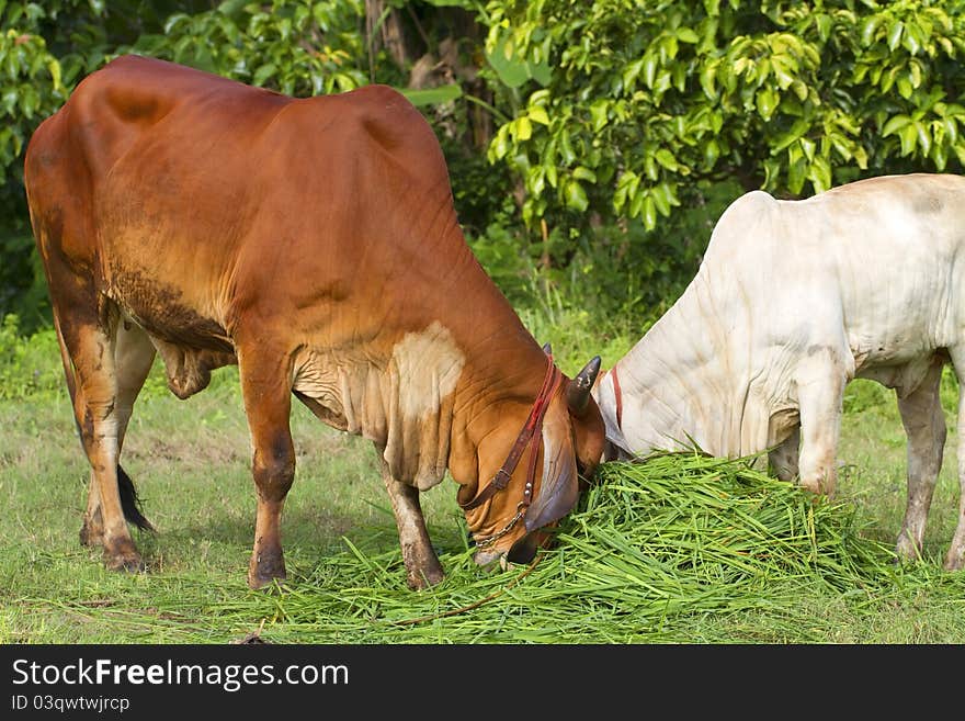 Bovine animals of the farmers. Bovine animals of the farmers.