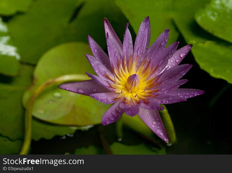 Lotus Flower with green leaf