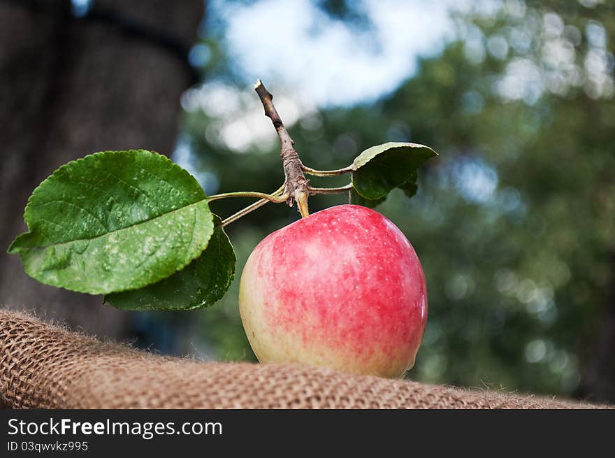 Organic apples in the garden on the old tissue. Organic apples in the garden on the old tissue