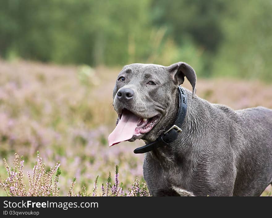 Grey Pit bull mix