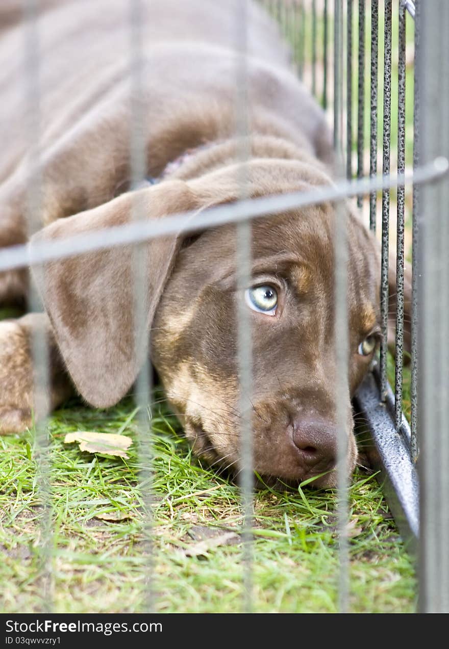 Puppy with green eyes, brown color coat. Puppy with green eyes, brown color coat