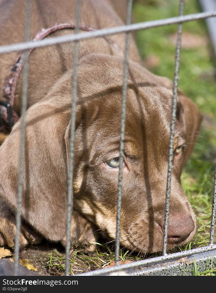 Puppy with green eyes, brown color coat. Puppy with green eyes, brown color coat