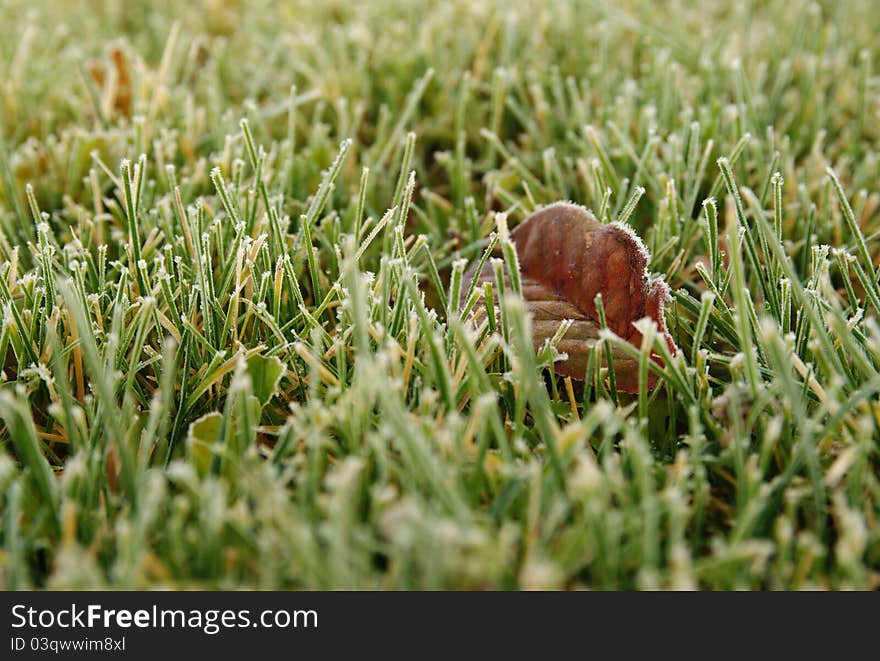 Close-up of frosted grass and one leaf. Close-up of frosted grass and one leaf.