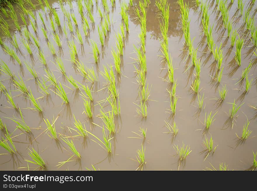 The landscape for growing rice. The landscape for growing rice.