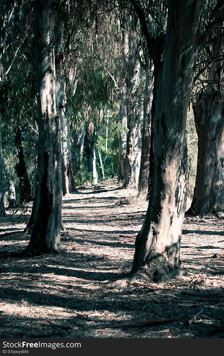 Old forest with old trees, summer day