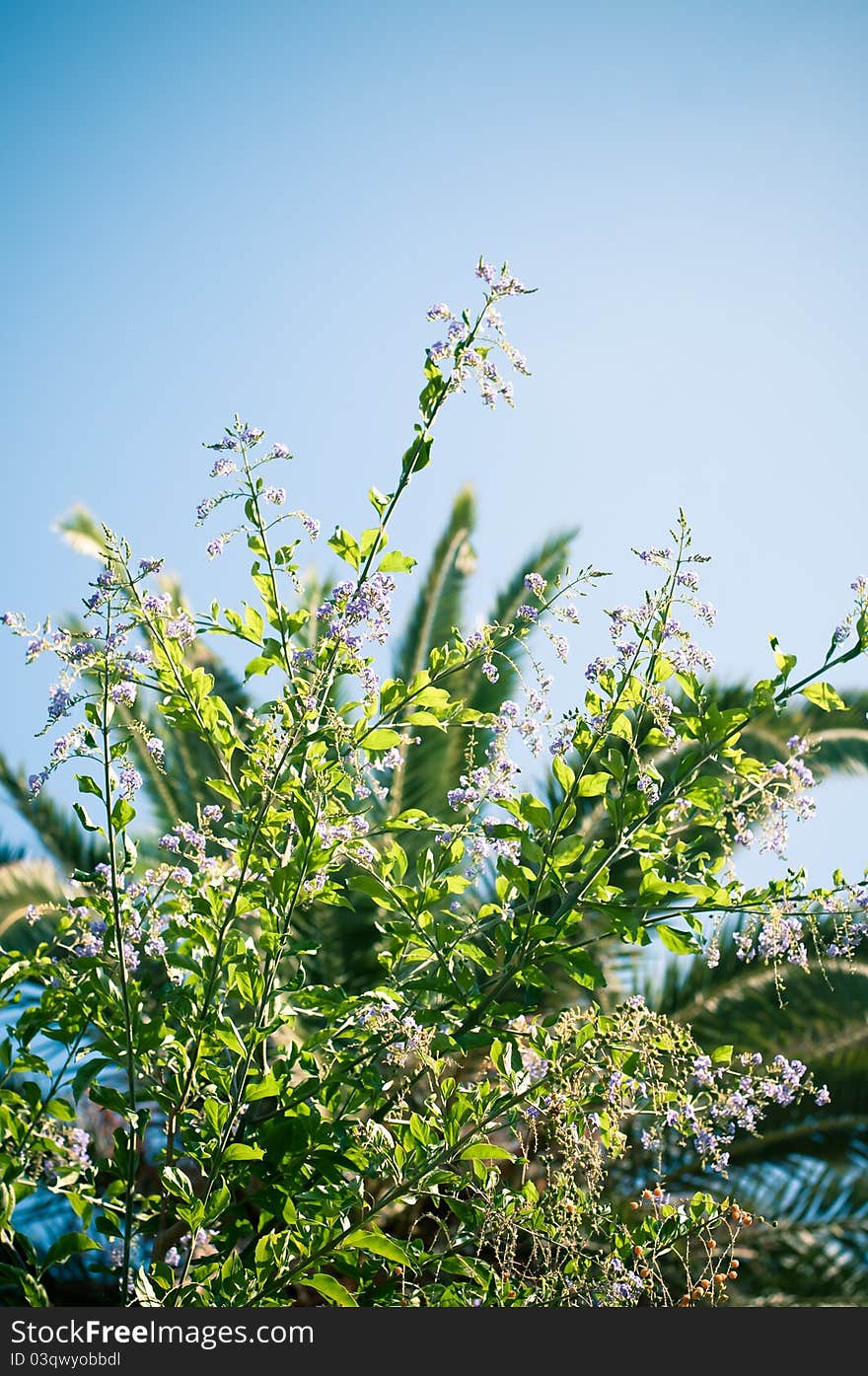 Green flowers and blue sky, summer day