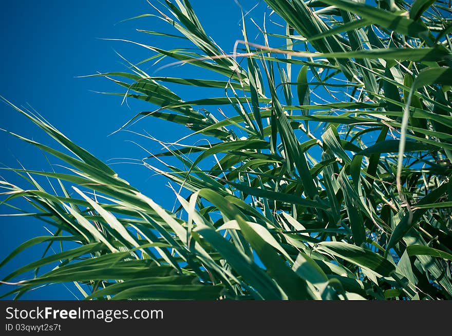 Big green plant, summer day