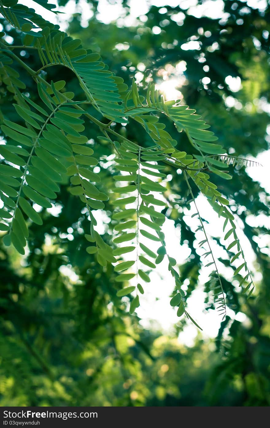 Green tree details, summer day