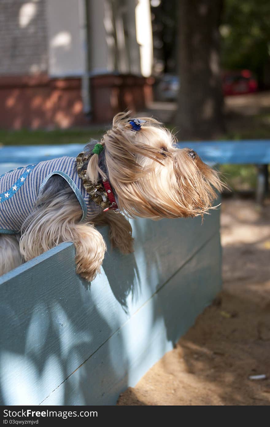 Yorkshire terrier jumping over board