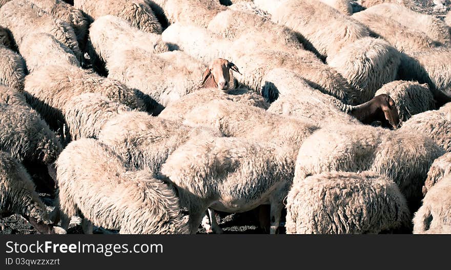 Sheep in farmhouse, outdoor summer day