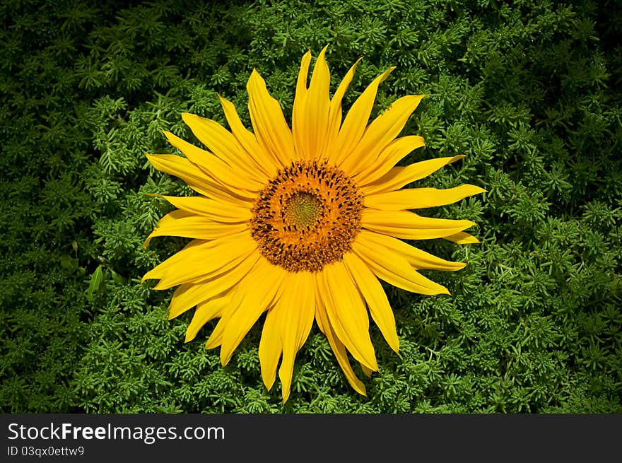 Beautiful yellow sunflower and green grass on a background