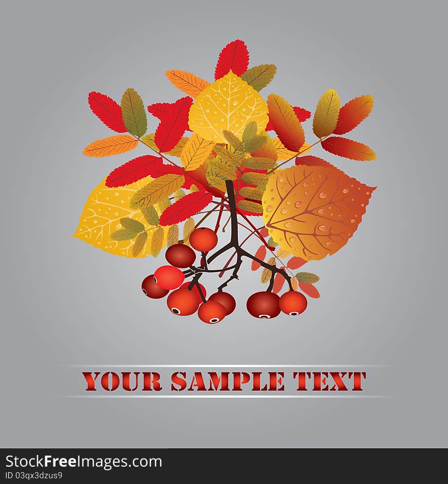 Autumn leaves and rowan. Autumn design. Vector illustration eps.10. Autumn leaves and rowan. Autumn design. Vector illustration eps.10.