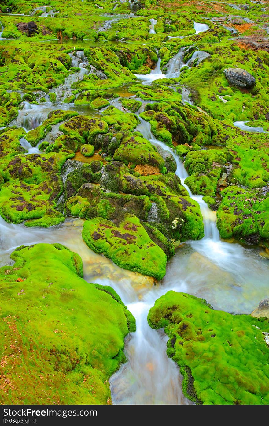 Green moss with water stream in japan