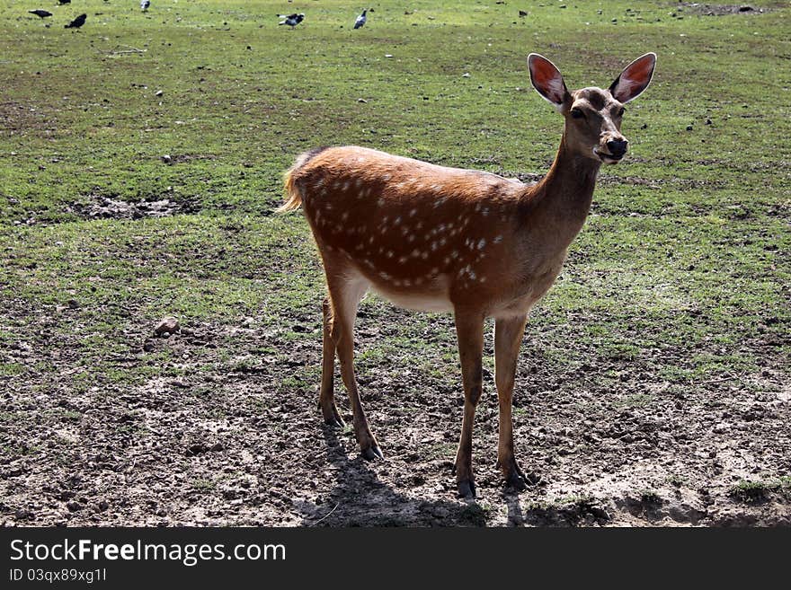 Deer on a lawn