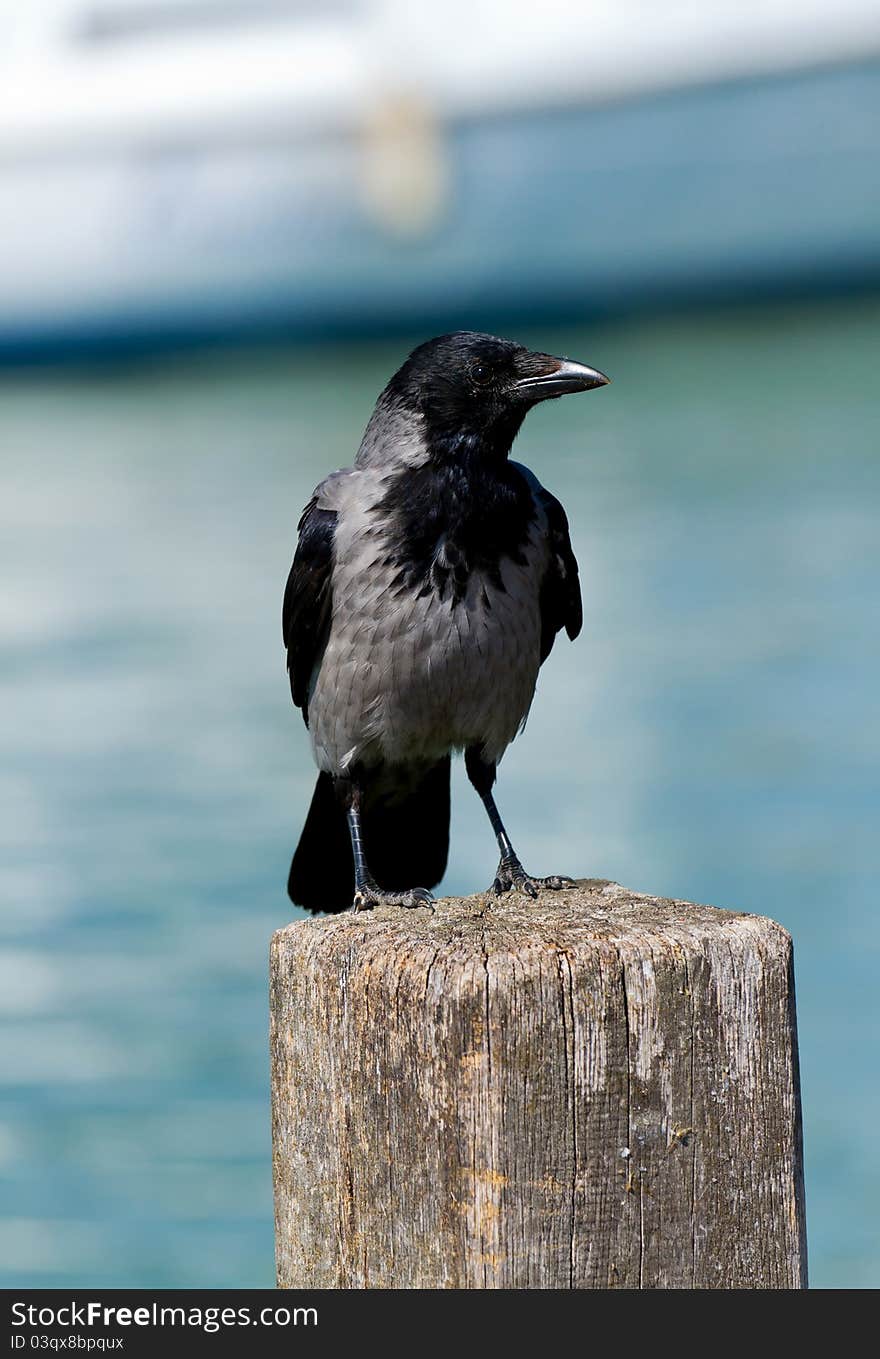 Hooded crow