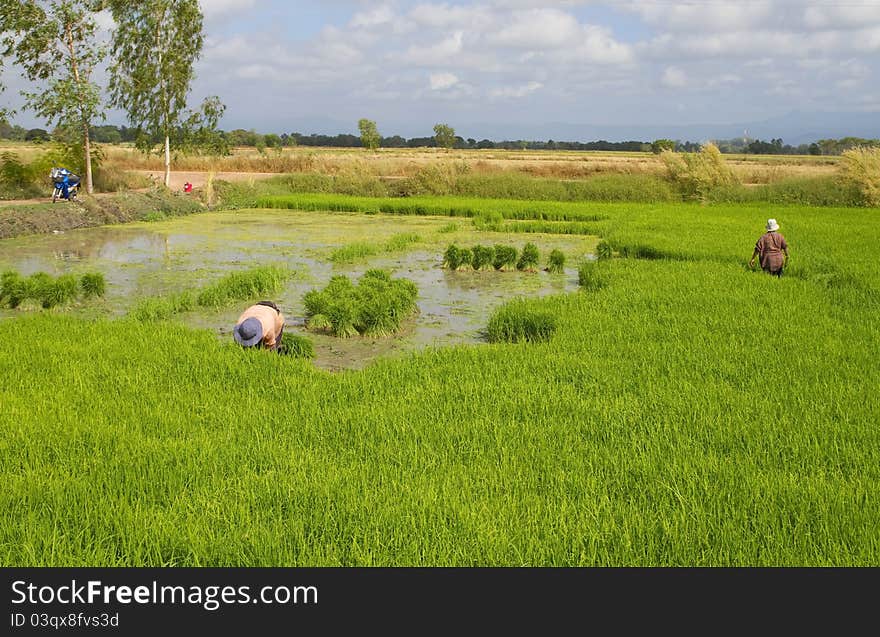 Thai farmers