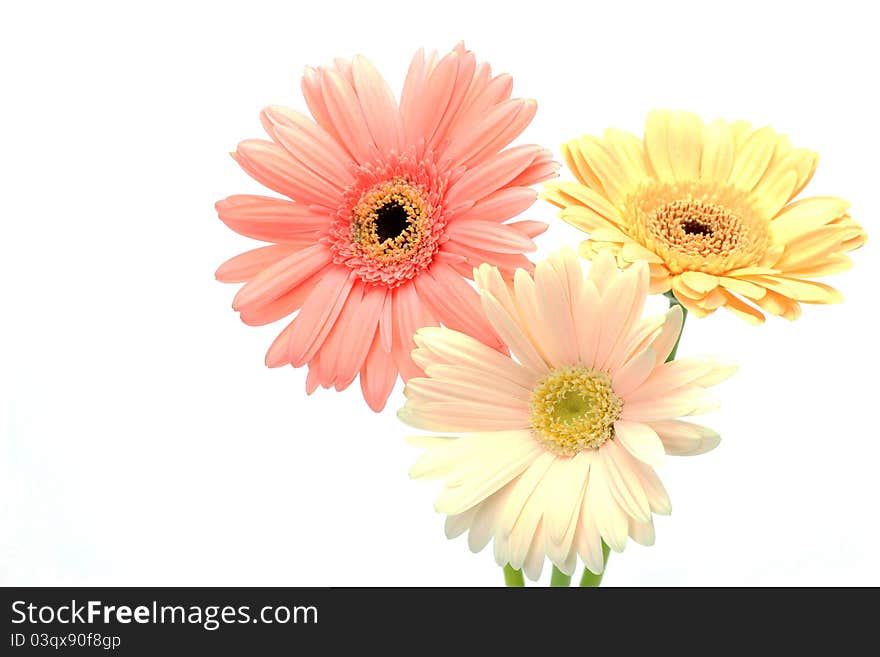 I took gerbera in a white background.