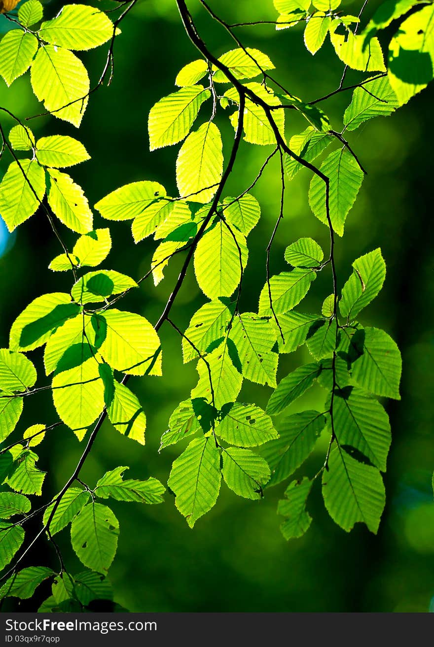 Beautiful, harmonious forest detail, with hornbeam leaves