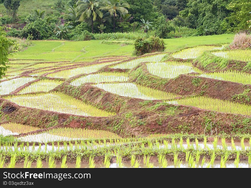 Rice seedlings