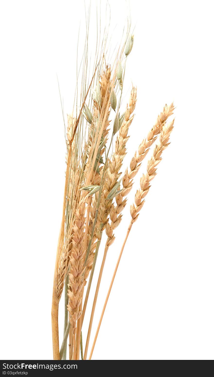 Ears of grain crops on a white background. Ears of grain crops on a white background.