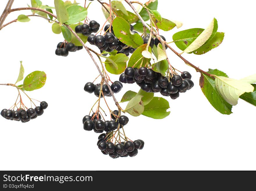 Branch black chokeberry close up it is isolated on a white background. Branch black chokeberry close up it is isolated on a white background.