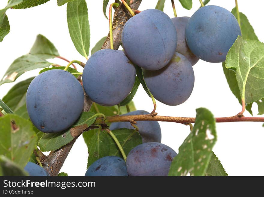 Branch of plum with berries it is isolated on a white background. Branch of plum with berries it is isolated on a white background.