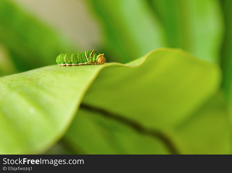 Green caterpillar