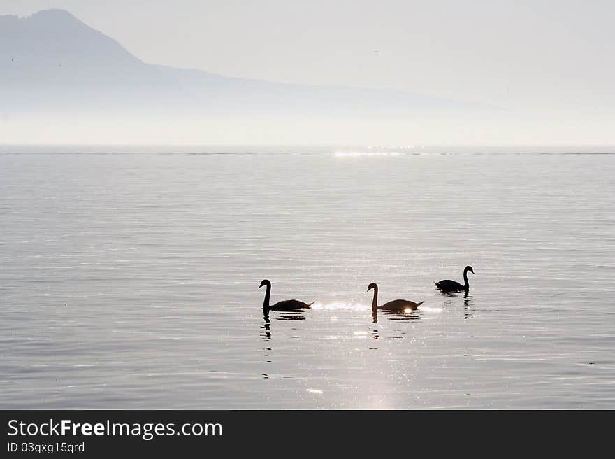 Geneva Lake Near Vevey