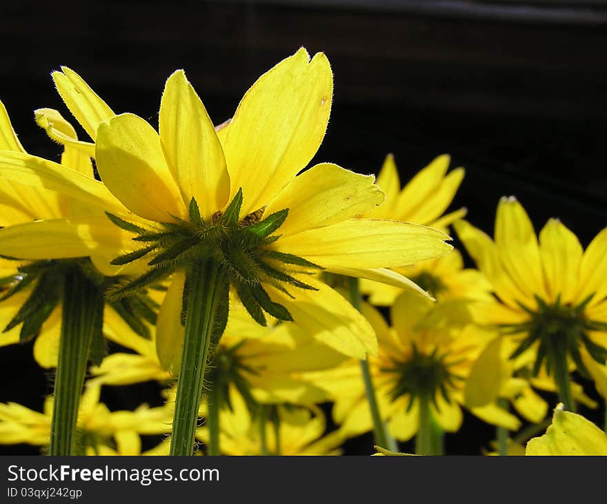 A bugs eye view of black eyed Susans - flowers commonly found in western Kentucky. A bugs eye view of black eyed Susans - flowers commonly found in western Kentucky.