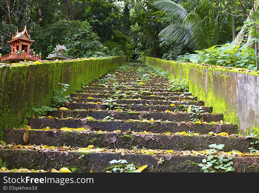 Trail in the forest Thailand