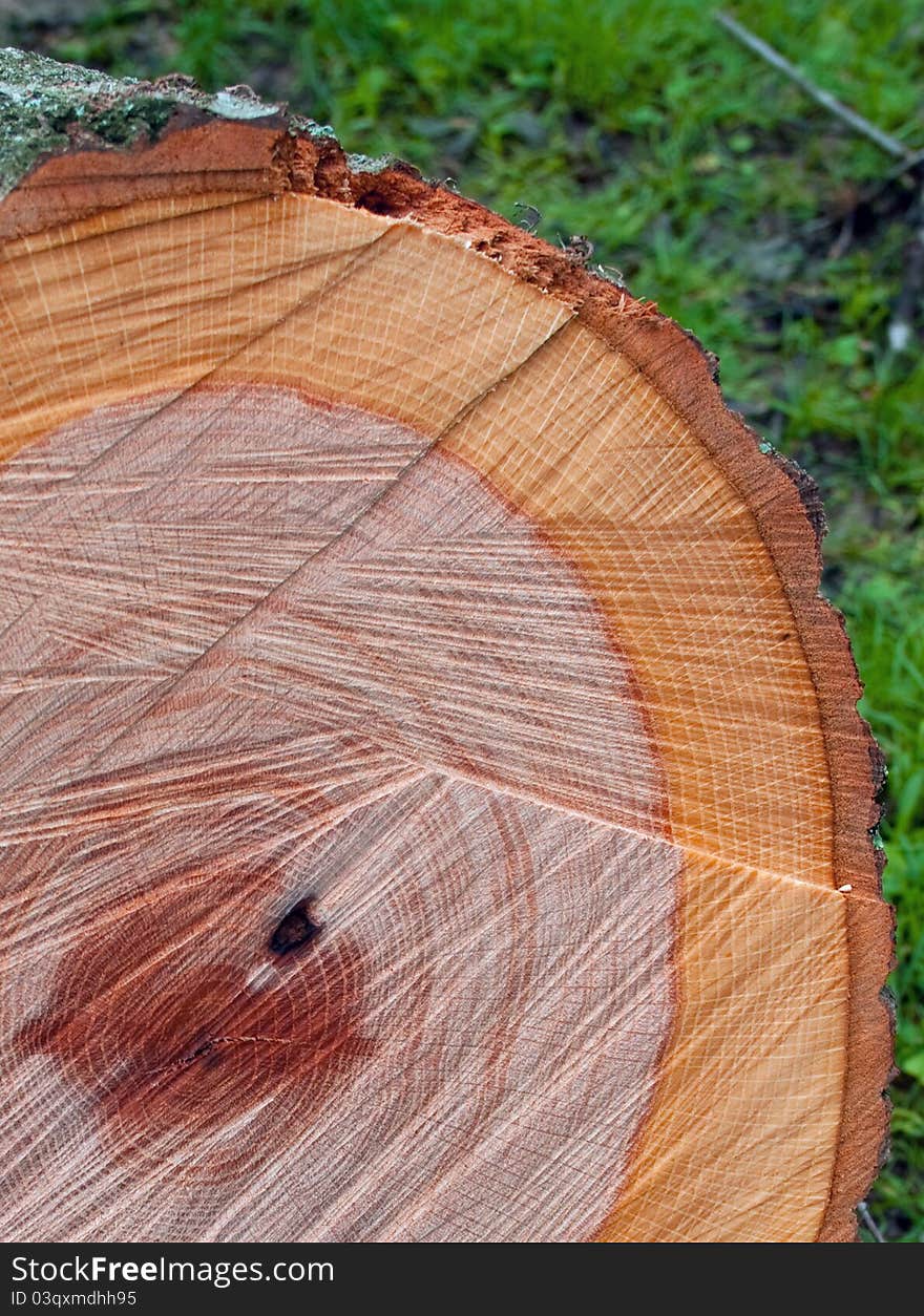 A freshly cut tree showing the growth ring circles and saw marks.