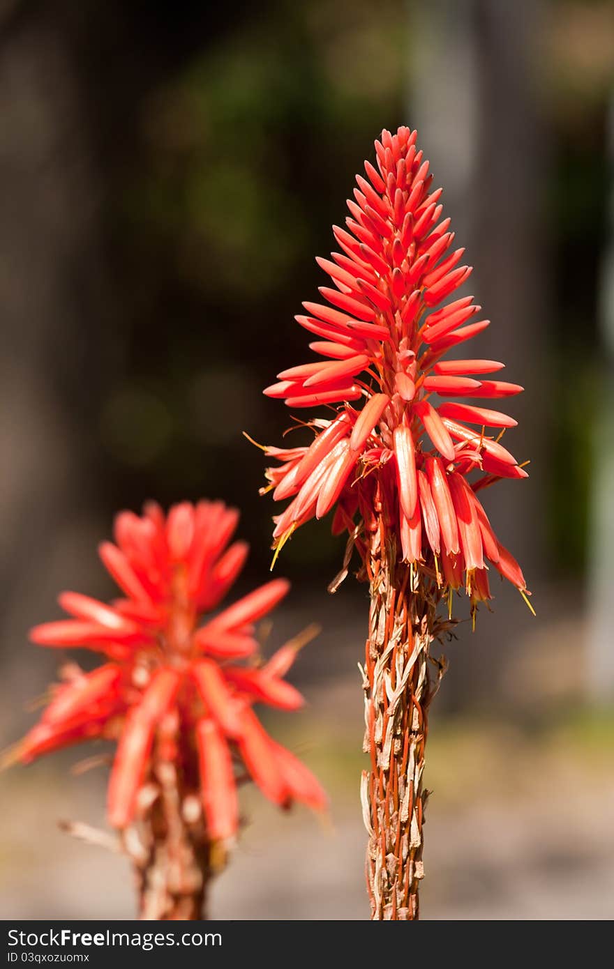 Red Arrow Flower