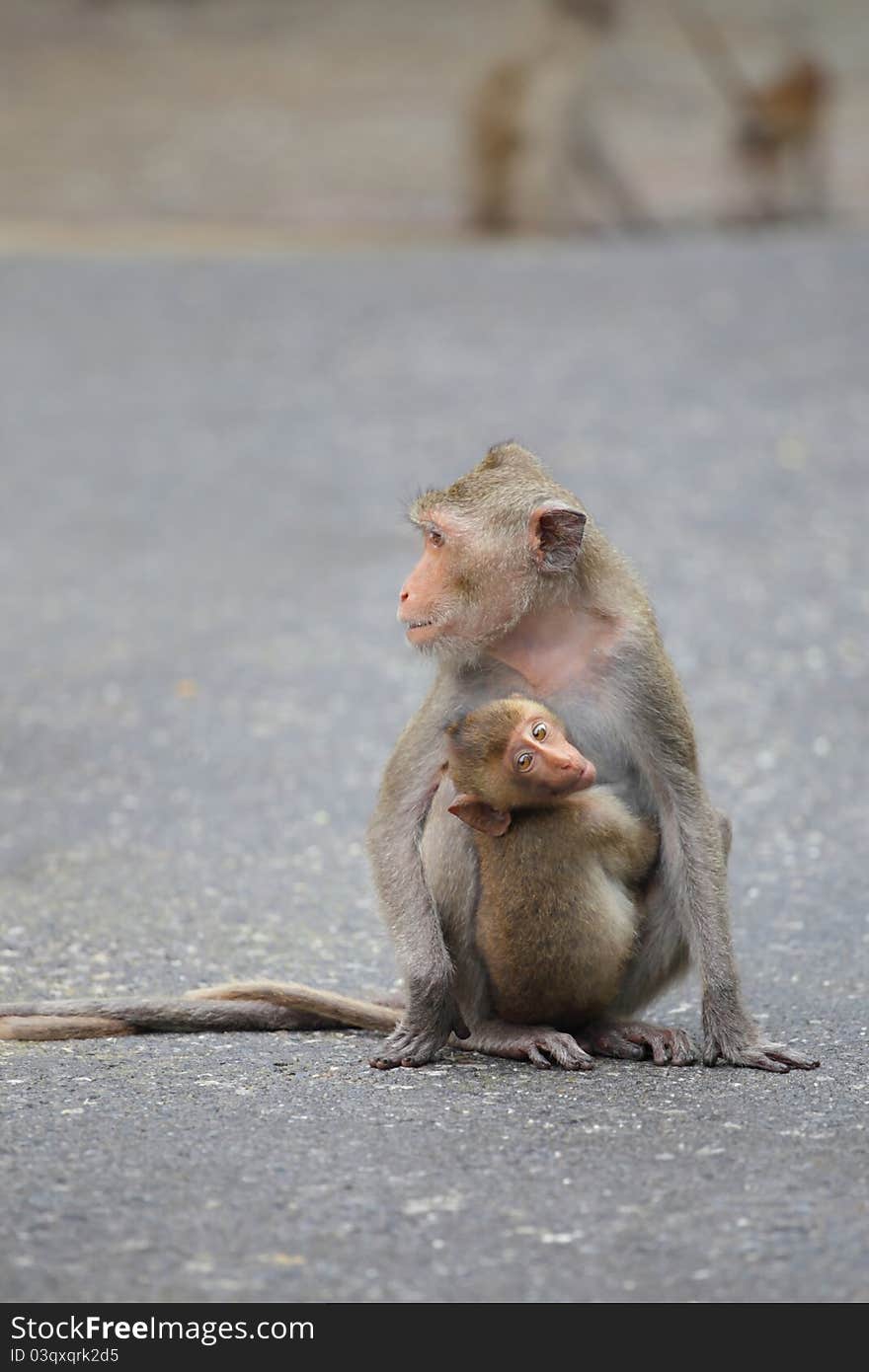 Little monkey hug it mother and looking to camera eyes contact. Little monkey hug it mother and looking to camera eyes contact