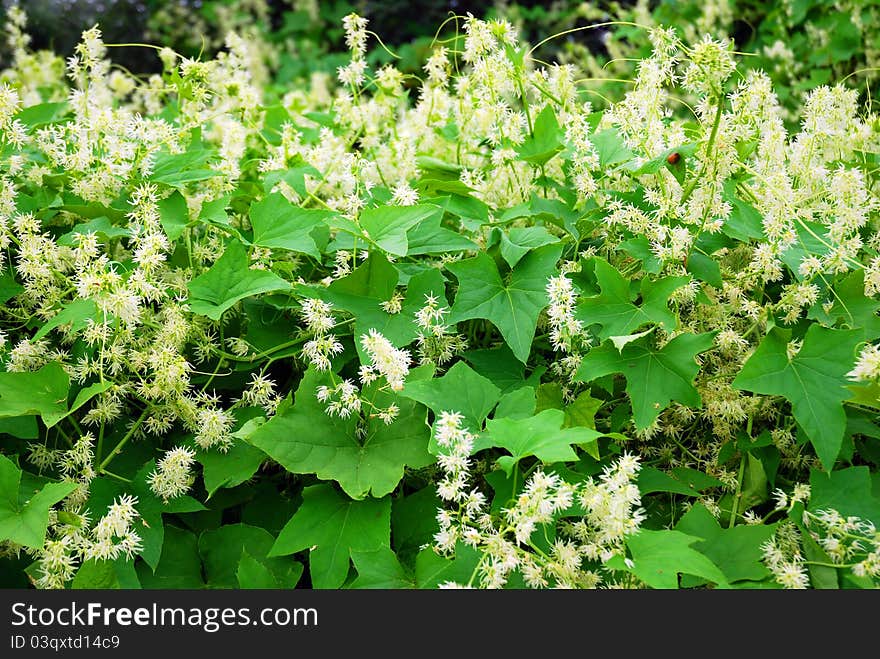 Green virginian creeper in bloom as background. Green virginian creeper in bloom as background