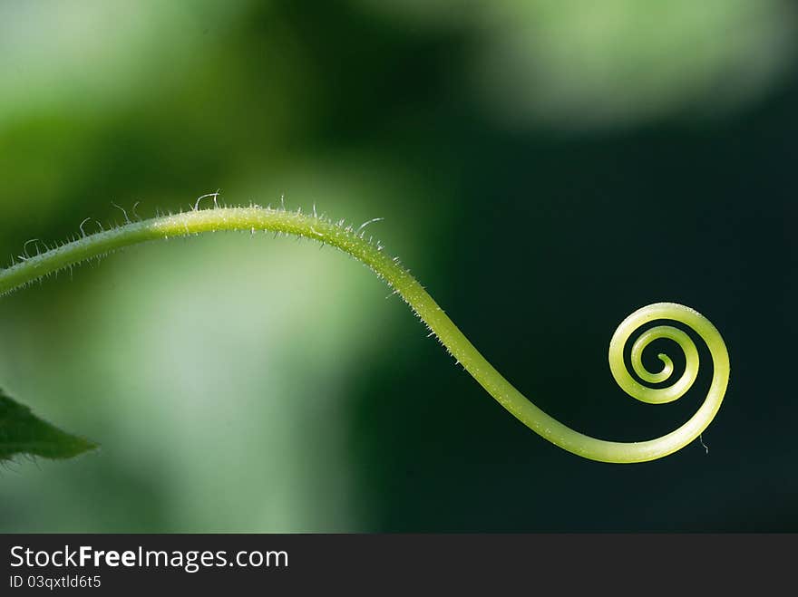 Cucumber Mustache