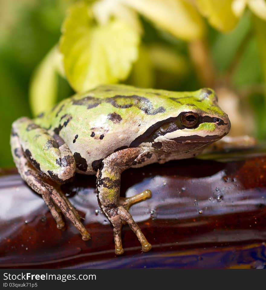 Northwestern Tree Frog captured in the backyard during the summer months. Northwestern Tree Frog captured in the backyard during the summer months