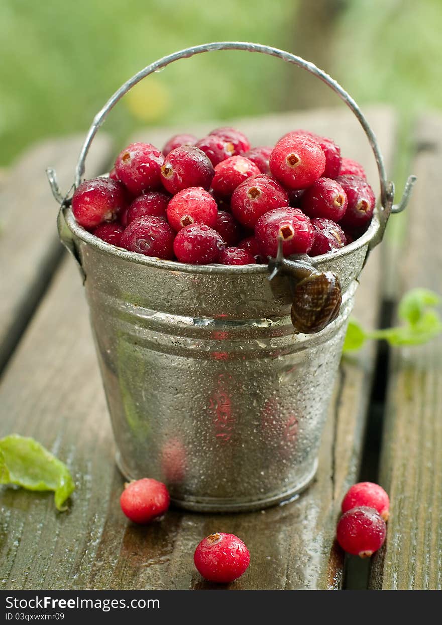 Fresh ripe cranberries in bucket. Selective focus. Fresh ripe cranberries in bucket. Selective focus