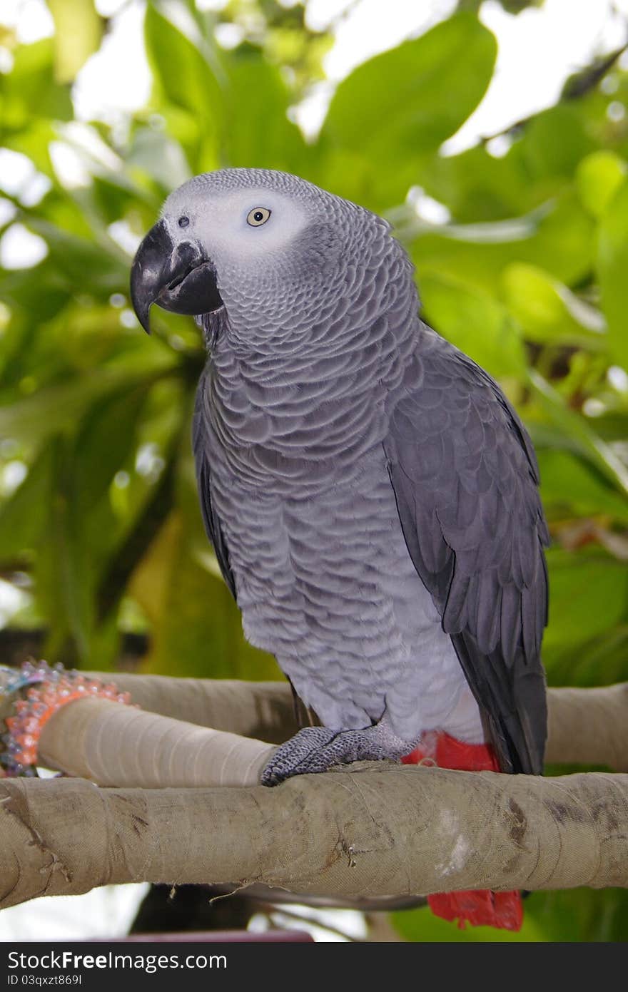 A parrot - Maldives