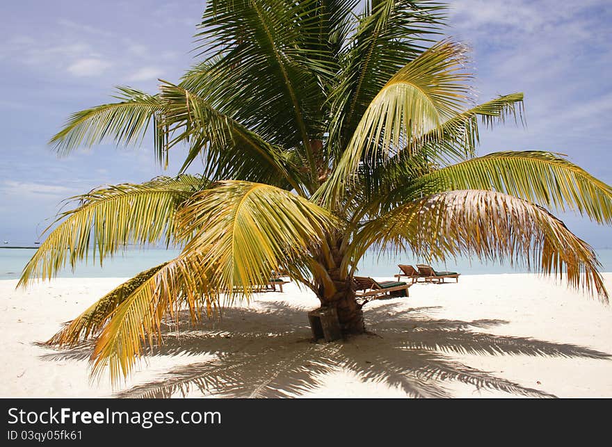 Palm tree on a sandy beach, Maldive Islands, resort Ranveli Village