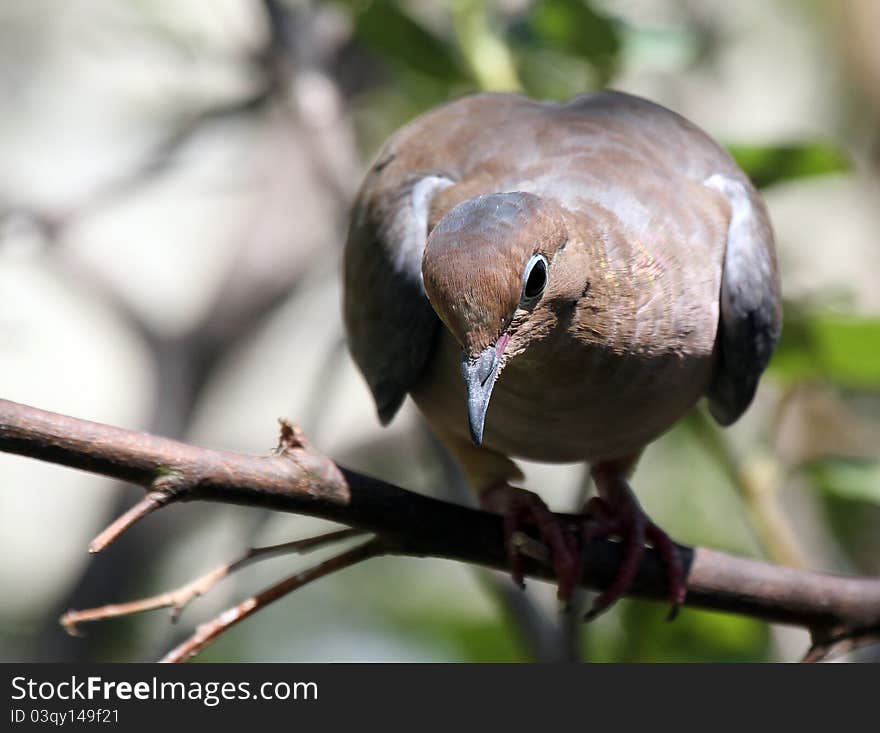 Morning Dove Looking Down From Tree Branch