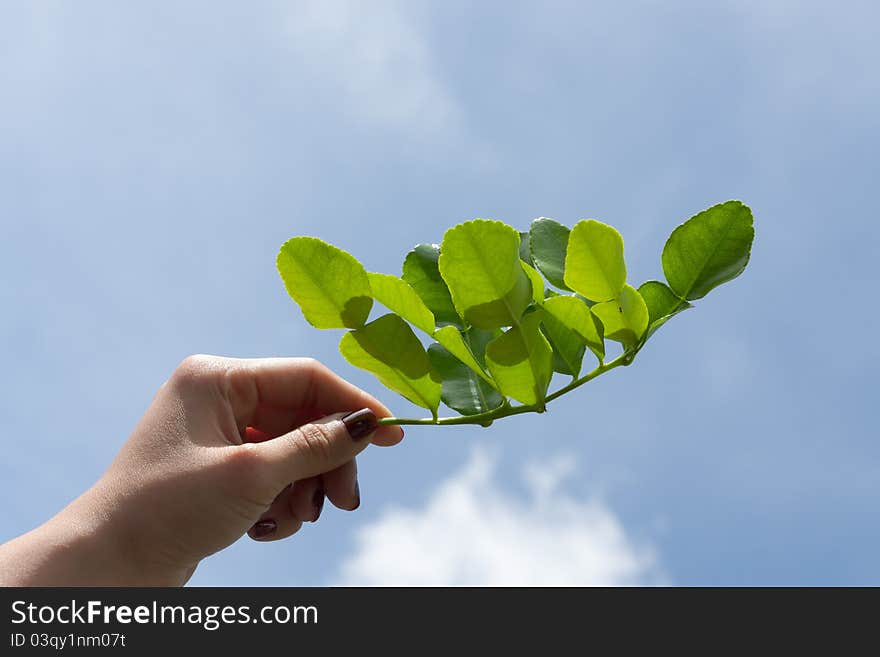 Waman hand and kaffir lime leaves against blue sky